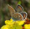 Polyommatus icarus